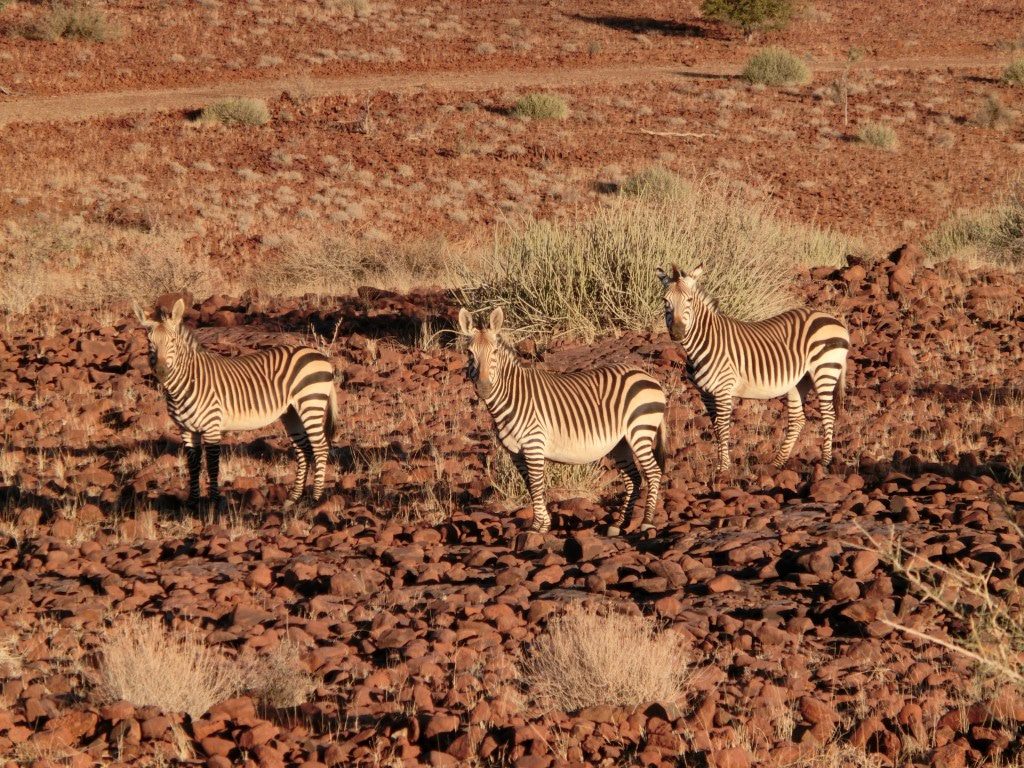 Damaraland (9)