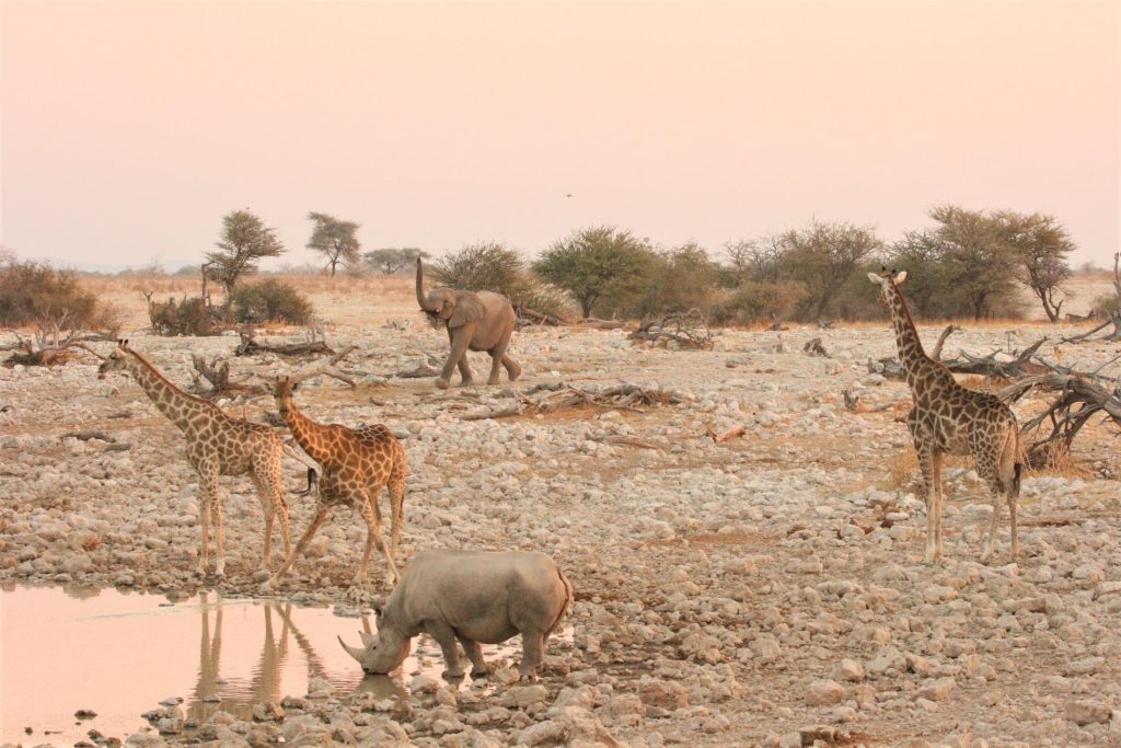 Etosha NP - Neushoorn, giraffen en olifant bij drinkplaats Okaukuejo