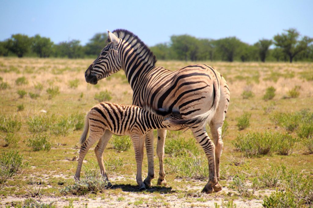 Etosha NP - Baby zebra drinkt melk bij moeder