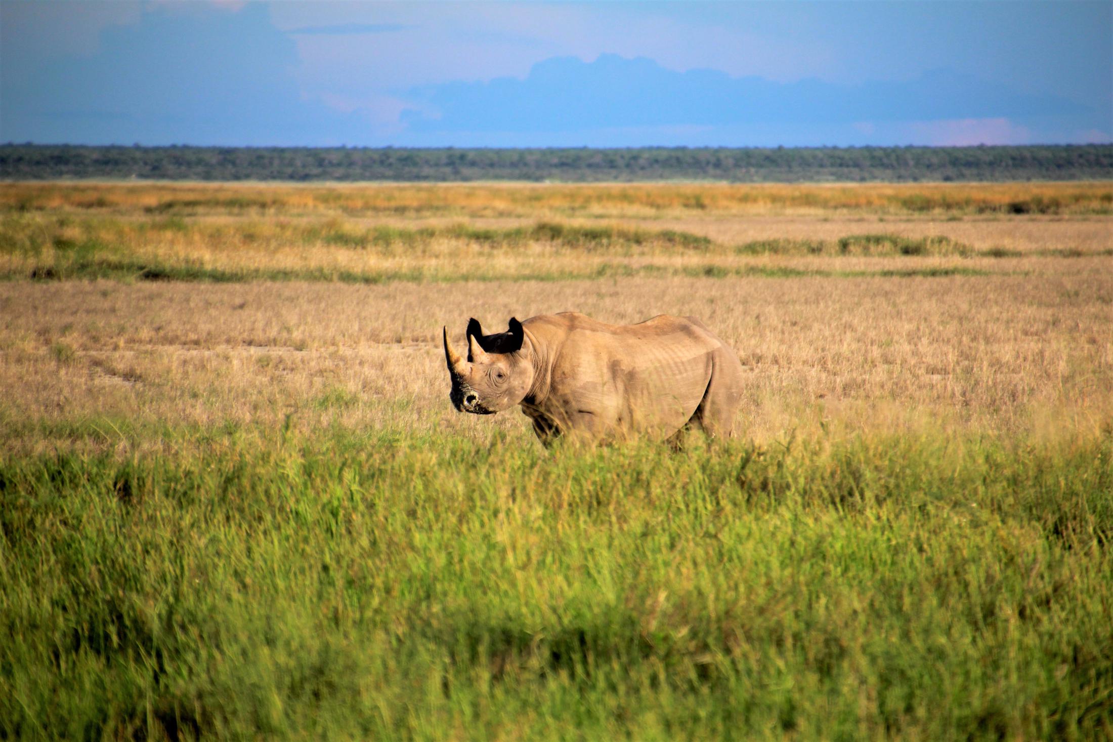 Etosha NP - Zwarte neushoorn