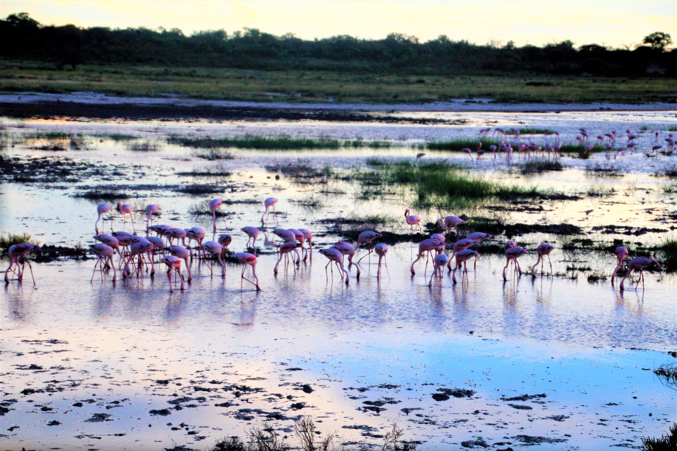 Etosha NP - Flamingo's in Etosha Pan
