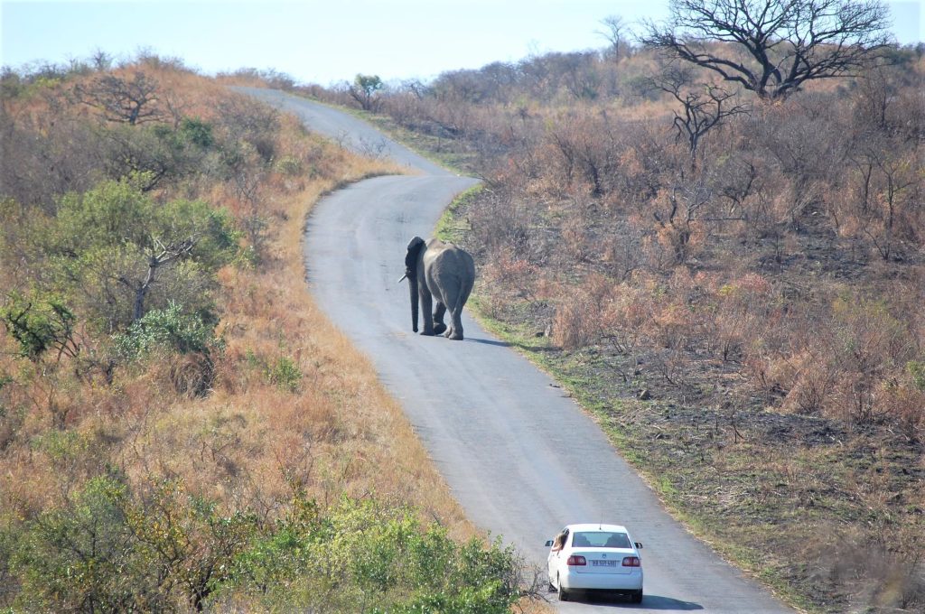 Tips per reisdoel Zuid-Afrika - Olifant op de web blokkeert doorgang voor auto in Hluhluwe-Imfolozi