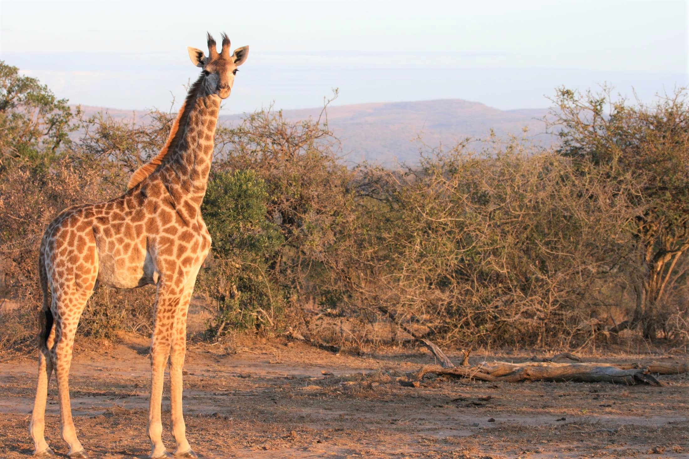 Nieuws Out in Africa - Jonge giraffe in Hluhluwe-Imfolozi