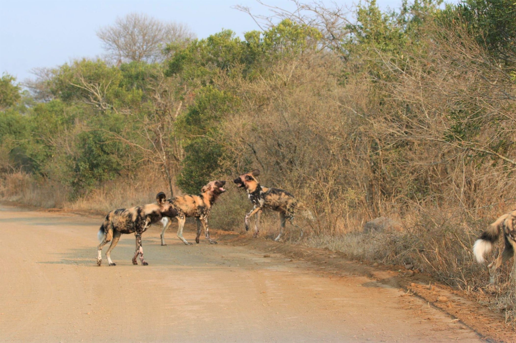 Must sees in Zuid-Afrika, hoogtepunten - Wilde honden spelen naast de weg in Hluhluwe-Imfolozi