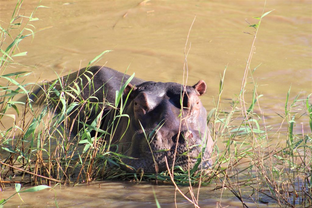 Must Sees in Zuid-Afrika, hoogtepunten - Isimangaliso St Lucia - Nijlpaard in het riet