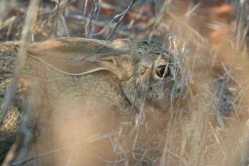 Kaapse Haas