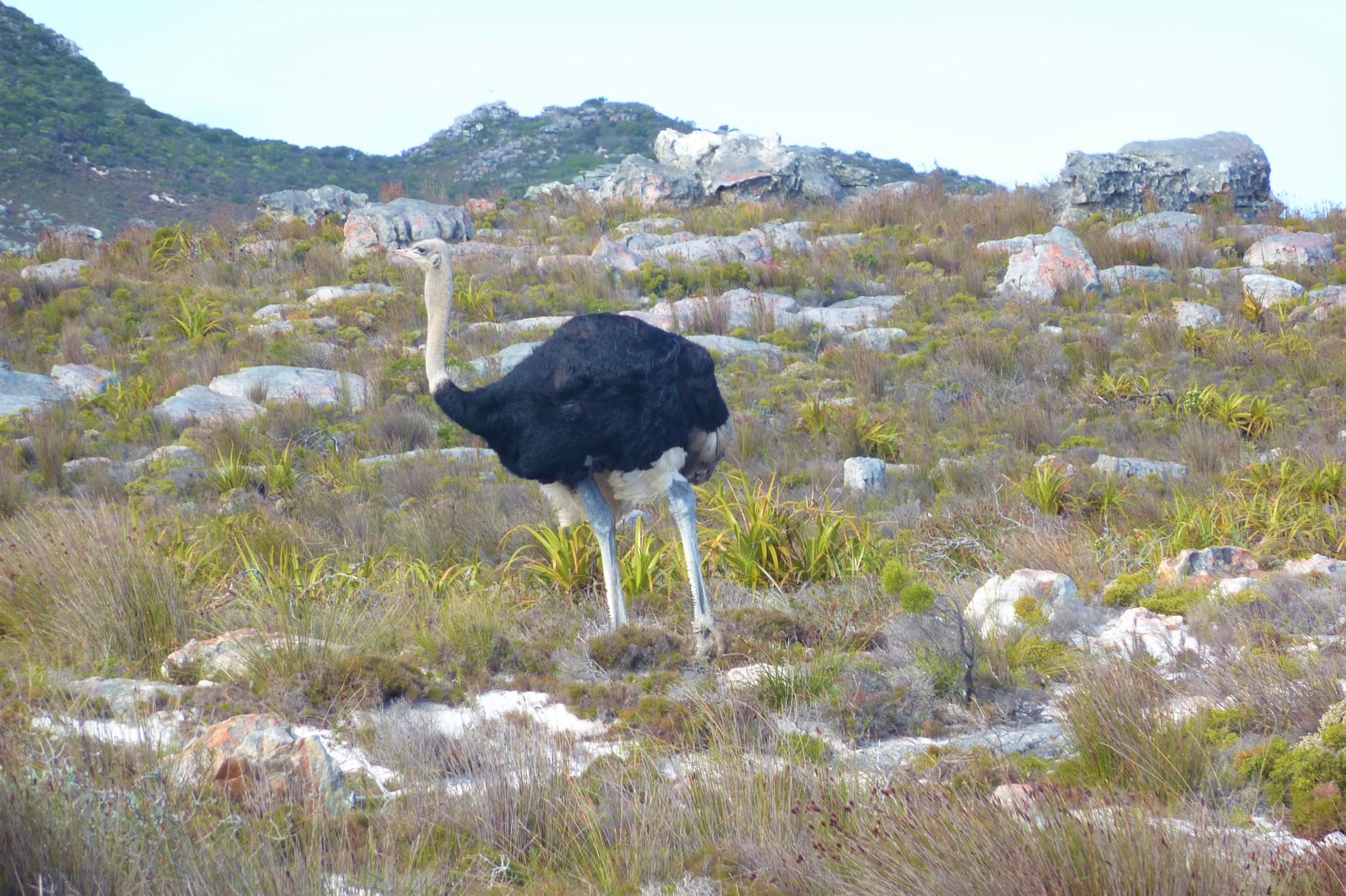 Natuur in Zuid-Afrika - Struisvogel op het Kaapse Schiereiland
