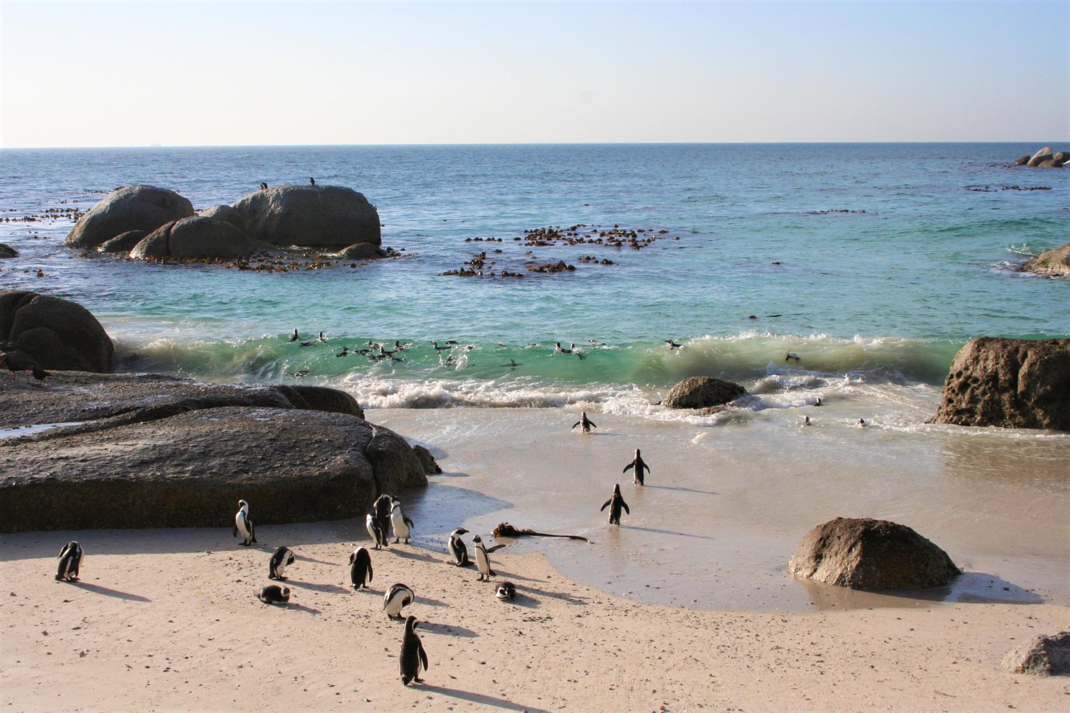 Wildcard van parken in Zuid-Afrika - Pinguins bij Boulders Beach, Kaapstad