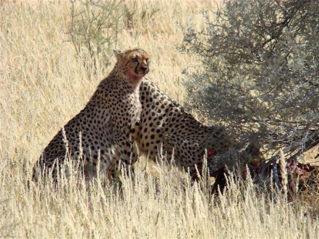 Natuur in Zuid-Afrika - Cheetahs in Kgalagadi Transfrontier Park