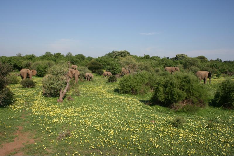In de zomermaanden staat zelfs de normaal zo dorre Kalahari prachtig in bloei!