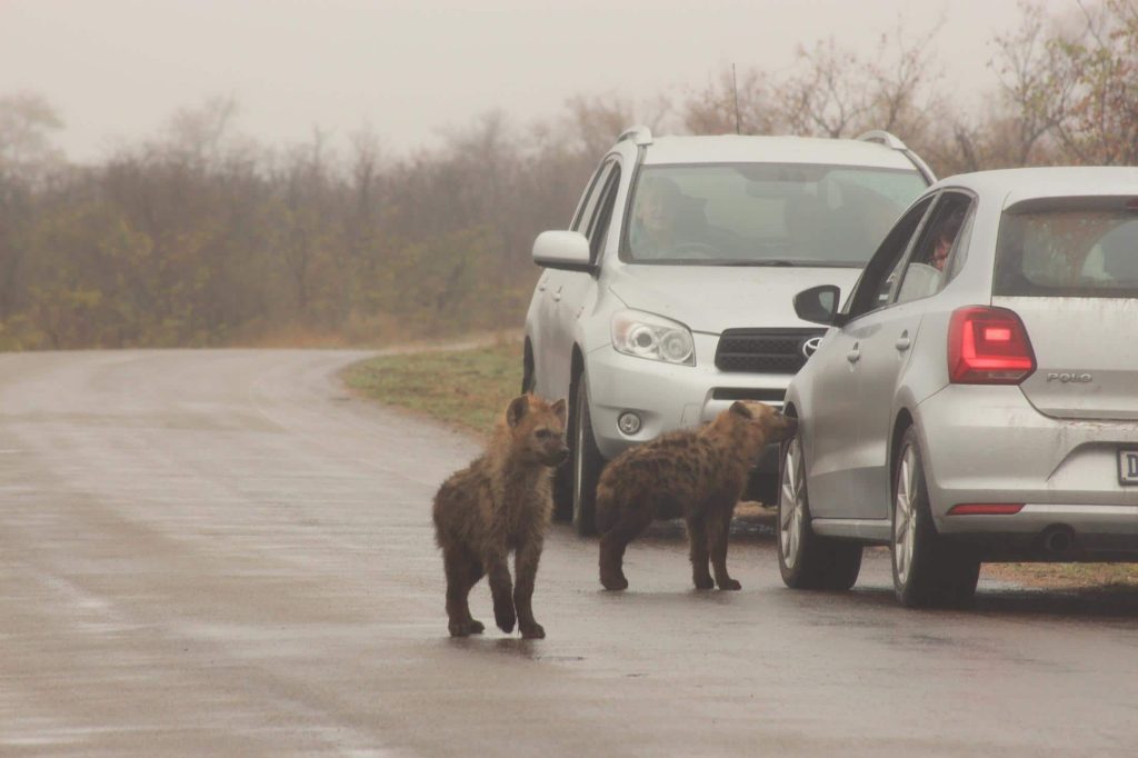 Wat is een game drive - Hyena's in Kruger National Park.