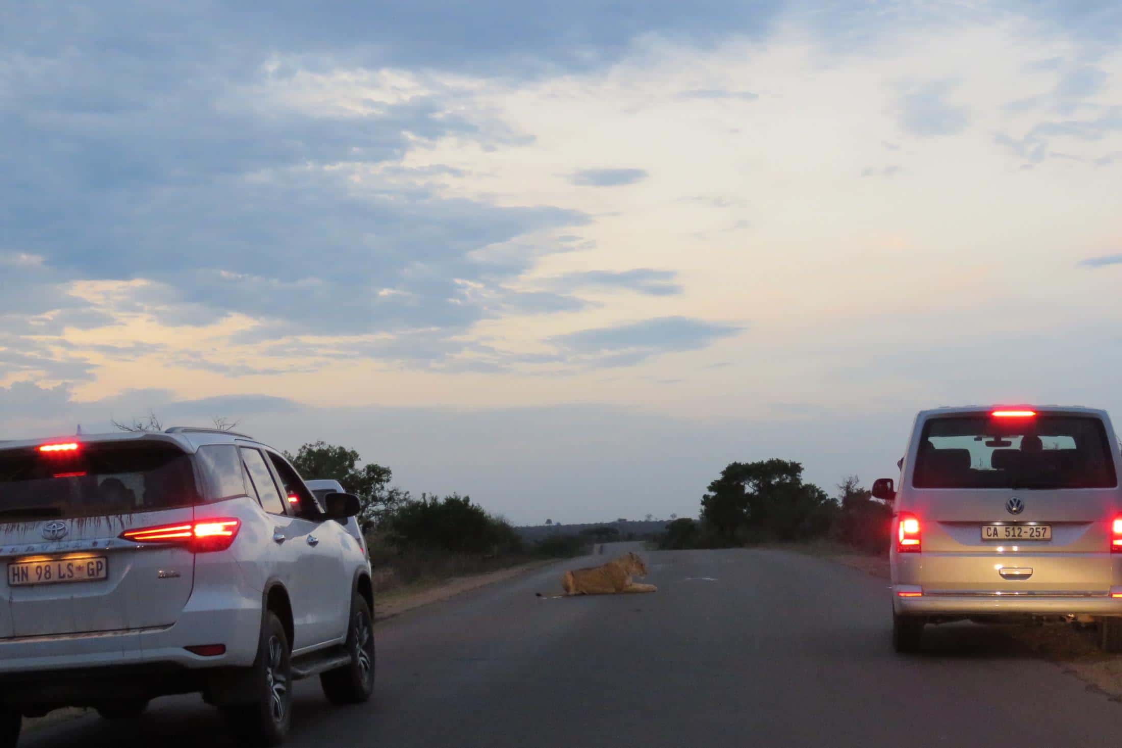 Must Sees Zuid-Afrika - Kruger National Park - Leeuw op de weg
