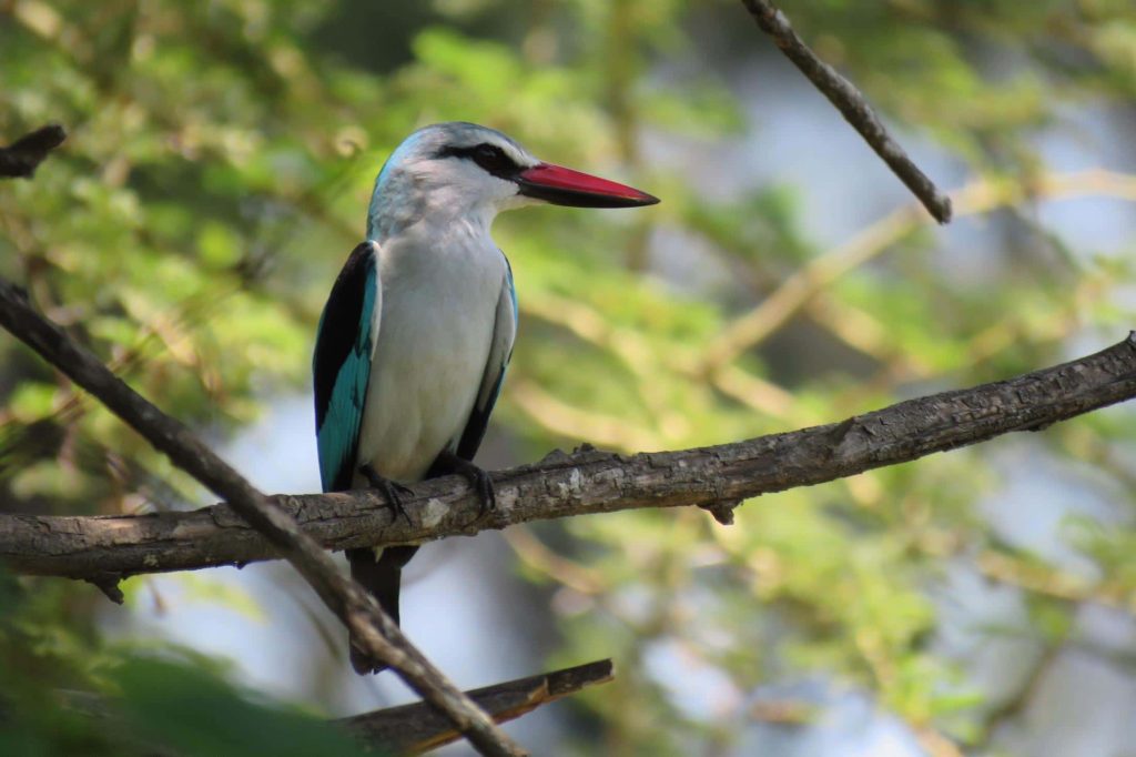Activiteiten en excursies Zuid-Afrika - Kruger National Park - Woodland kingfisher (ijsvogel)