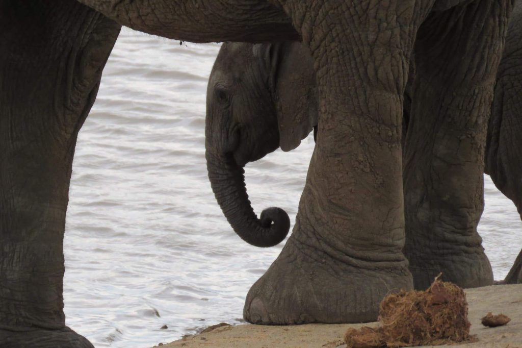 Kruger National Park - Baby olifant