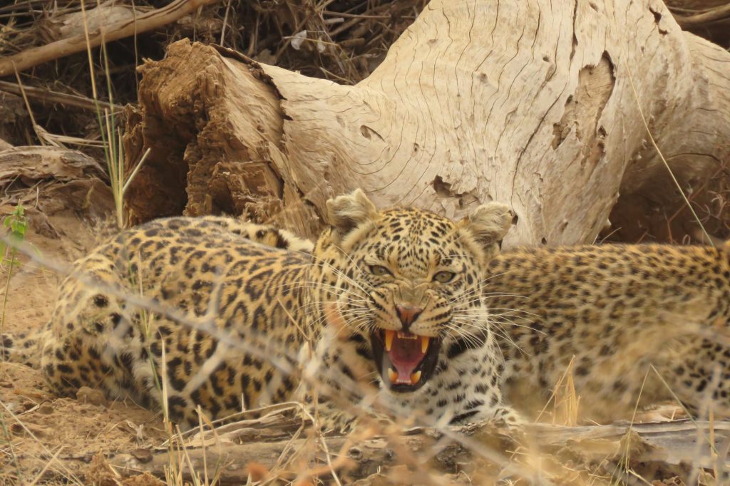 Zelf rijden in Kruger National Park - Luipaard moeder beschermt haar welp