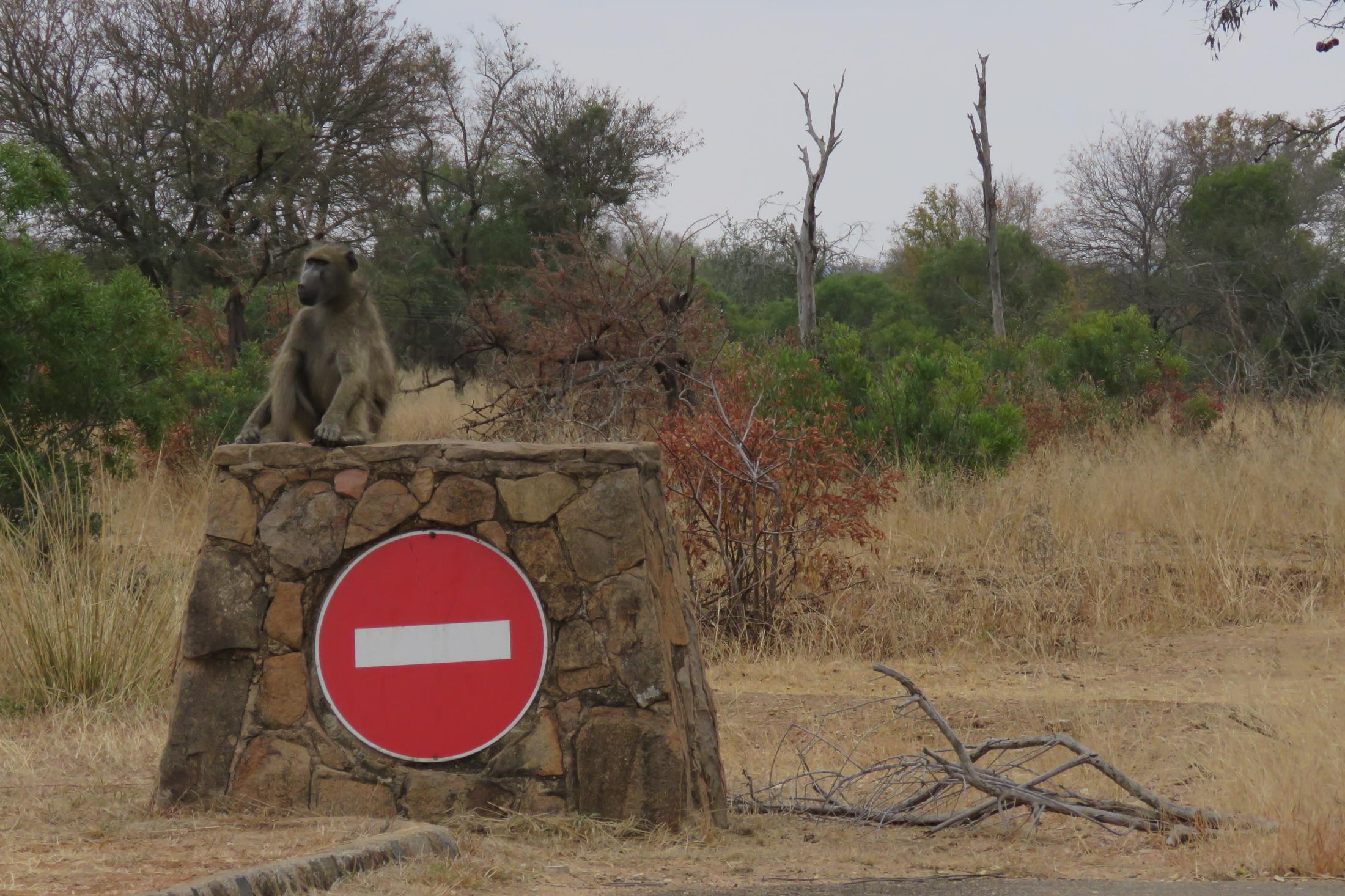 Kruger NP - Baviaan op geen toegang bord