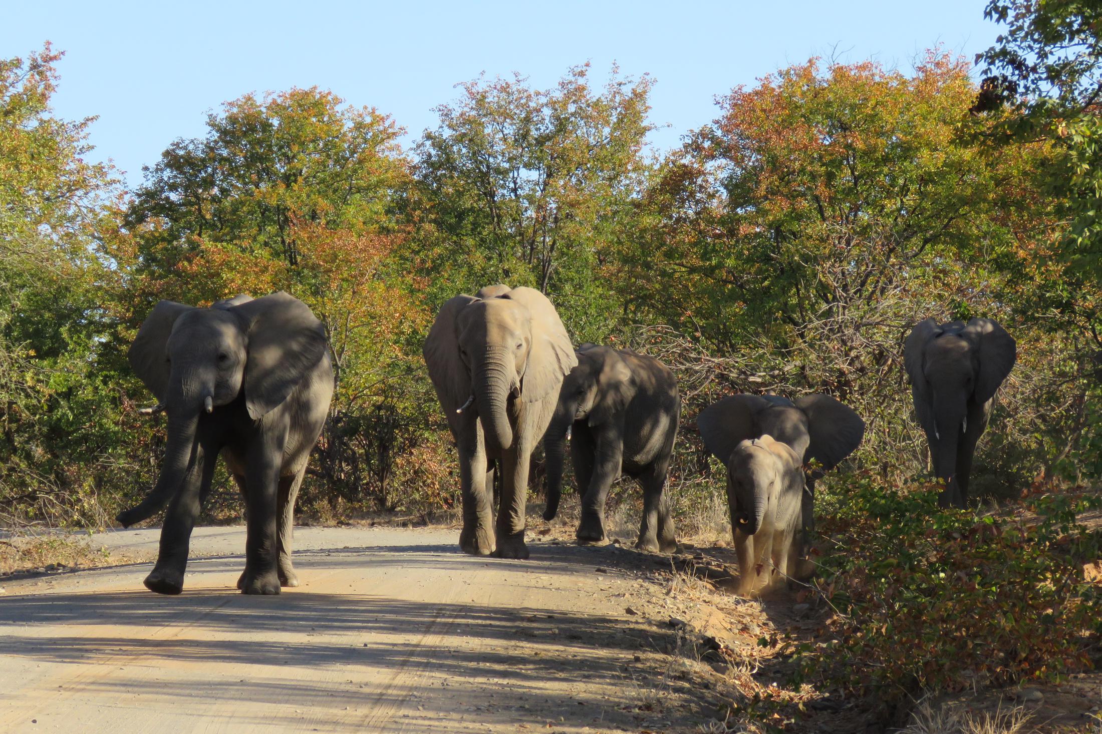 Kris kras door Zuid-Afrika - Kruger National Park - Olifanten op onverharde weg