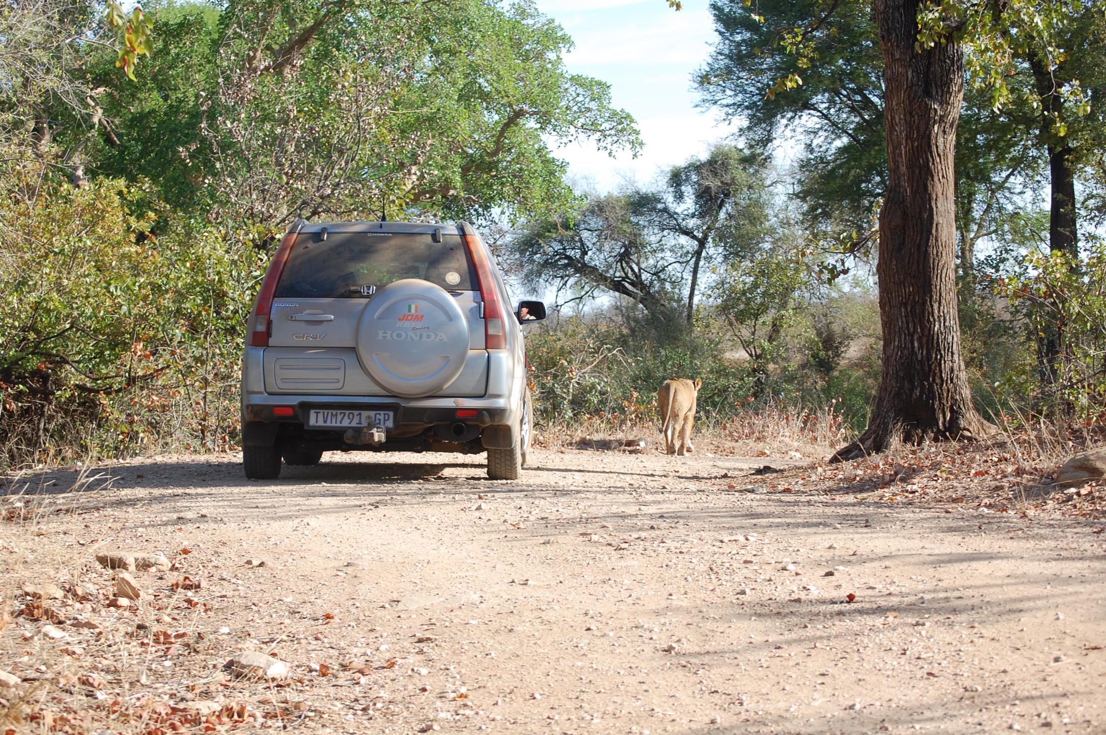 Kruger National Park - Leeuw loopt voor auto uit