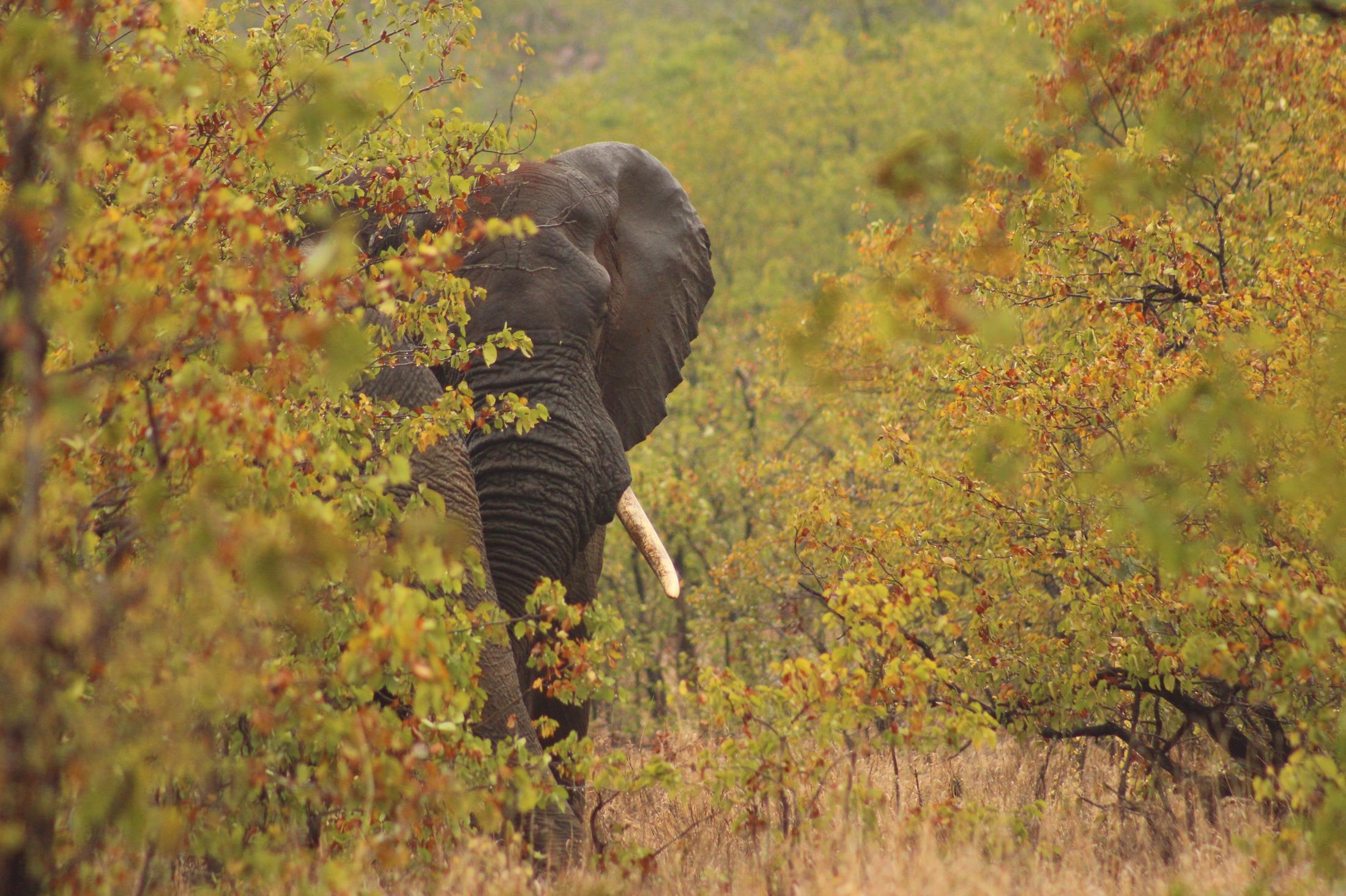 Zelf rijden in Kruger National Park - Olifant verstopt in de bush