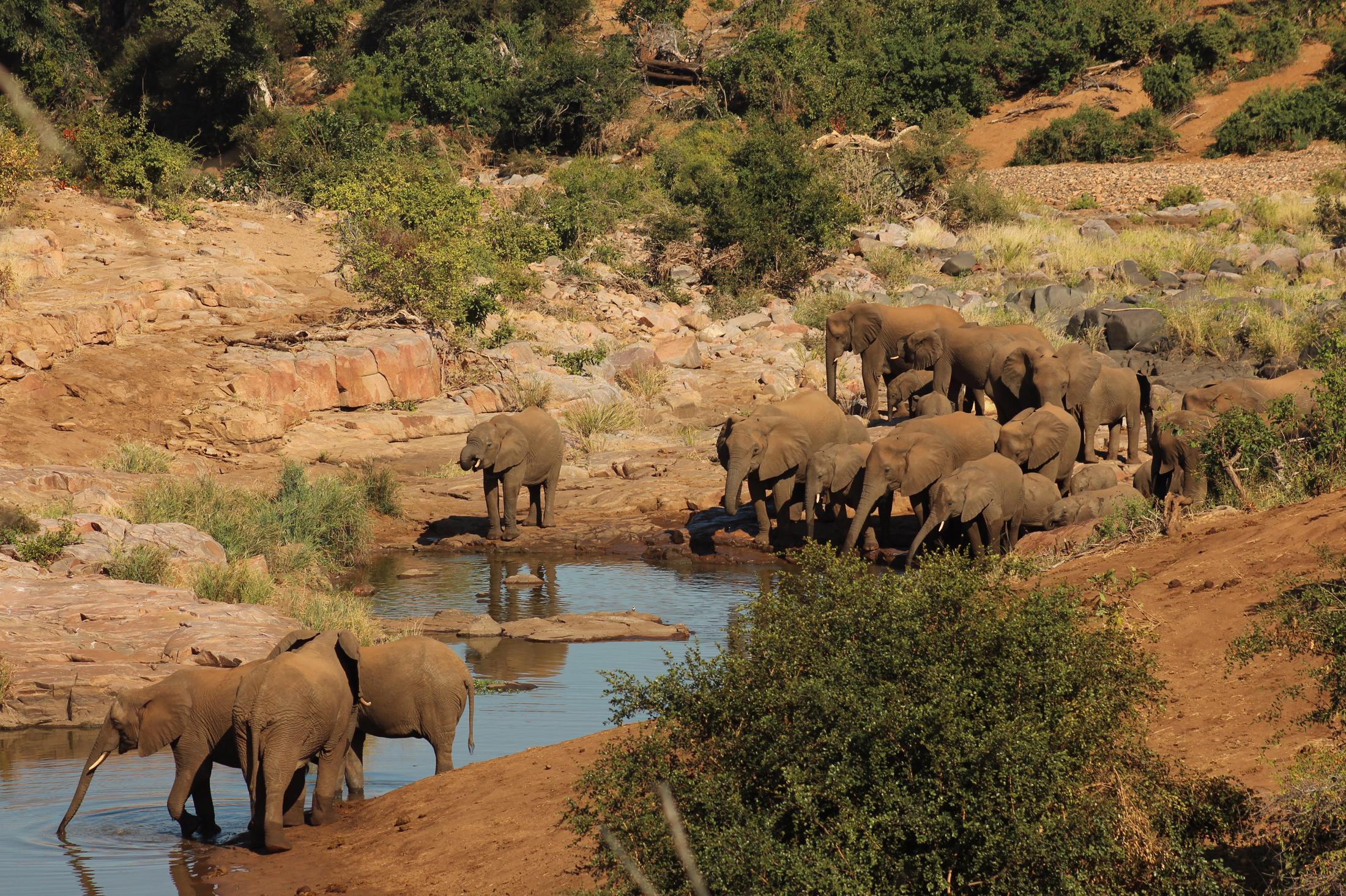 Kruger National Park - Olifanten drinken water