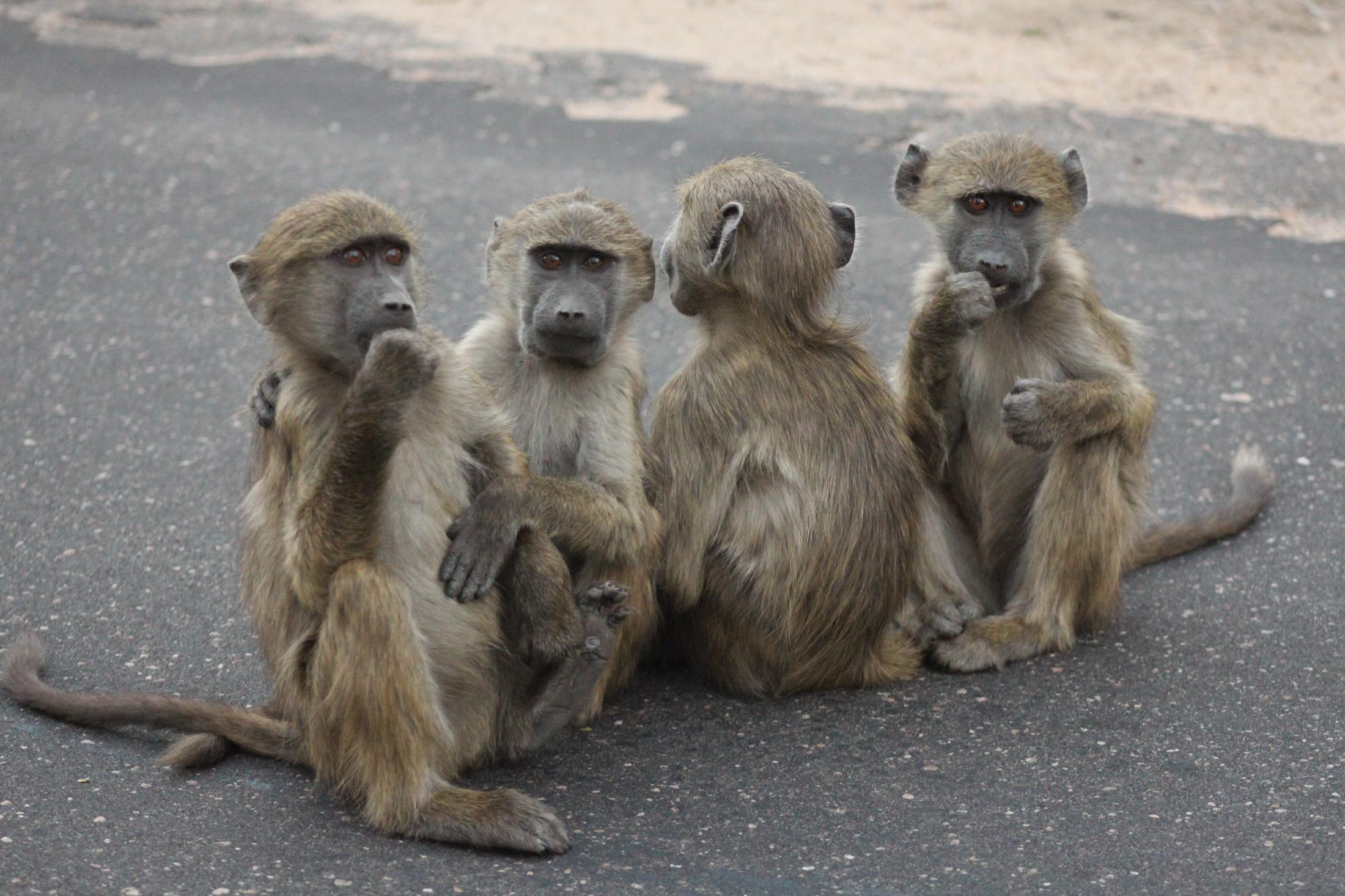 Zelf rijden in Kruger National Park - Bavianen op de weg