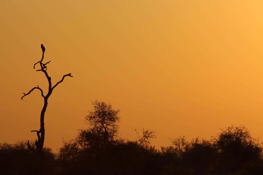 Zelf rijden in Kruger National Park - Silhouet van roofvogel bij zonsondergang