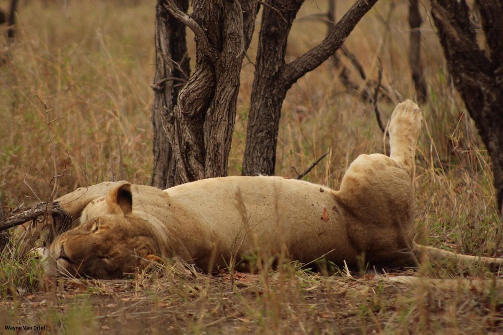 Wat is een Wild Card van nationale parken in Zuid-Afrika - Kruger National Park - Slapende leeuw