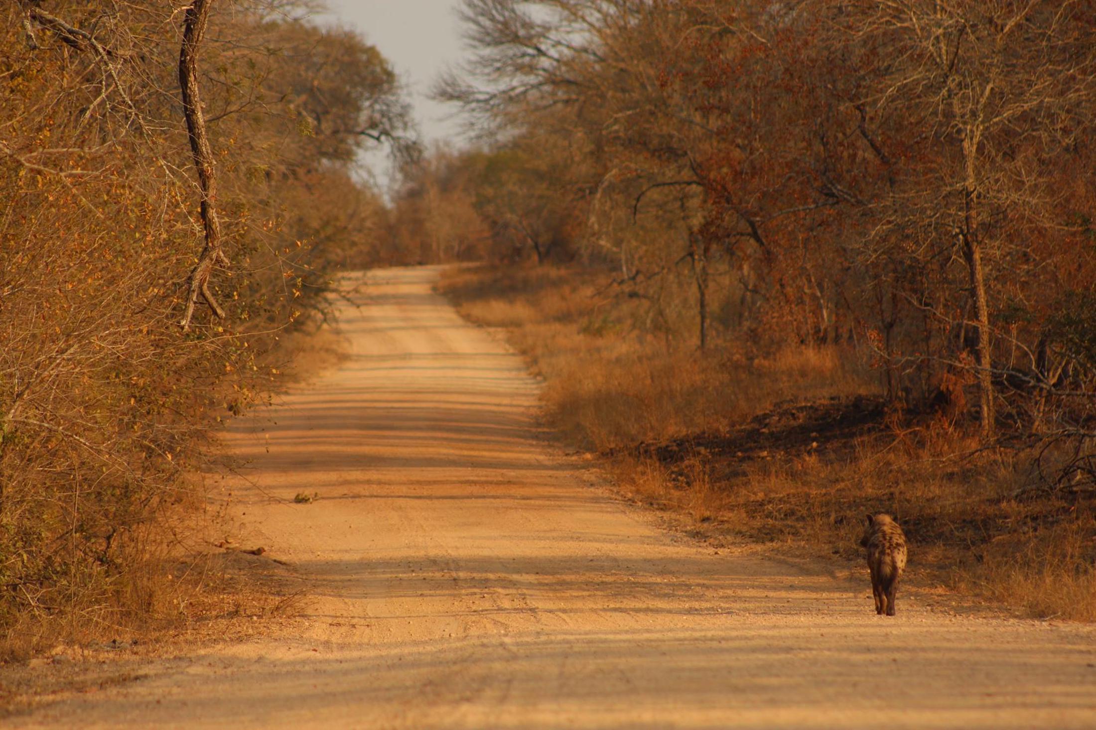 Beste reistijd Zuid-Afrik - Eenzame hyena op onverharde weg Kruger National Park