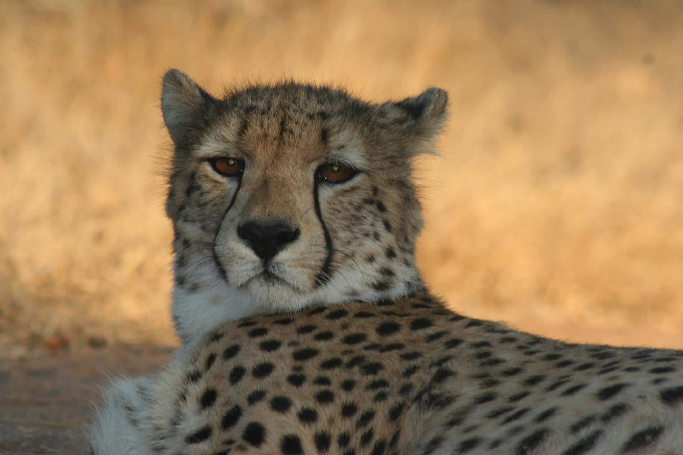 Zo spot je de Big 5 in Zuid-Afrika: cheetah
