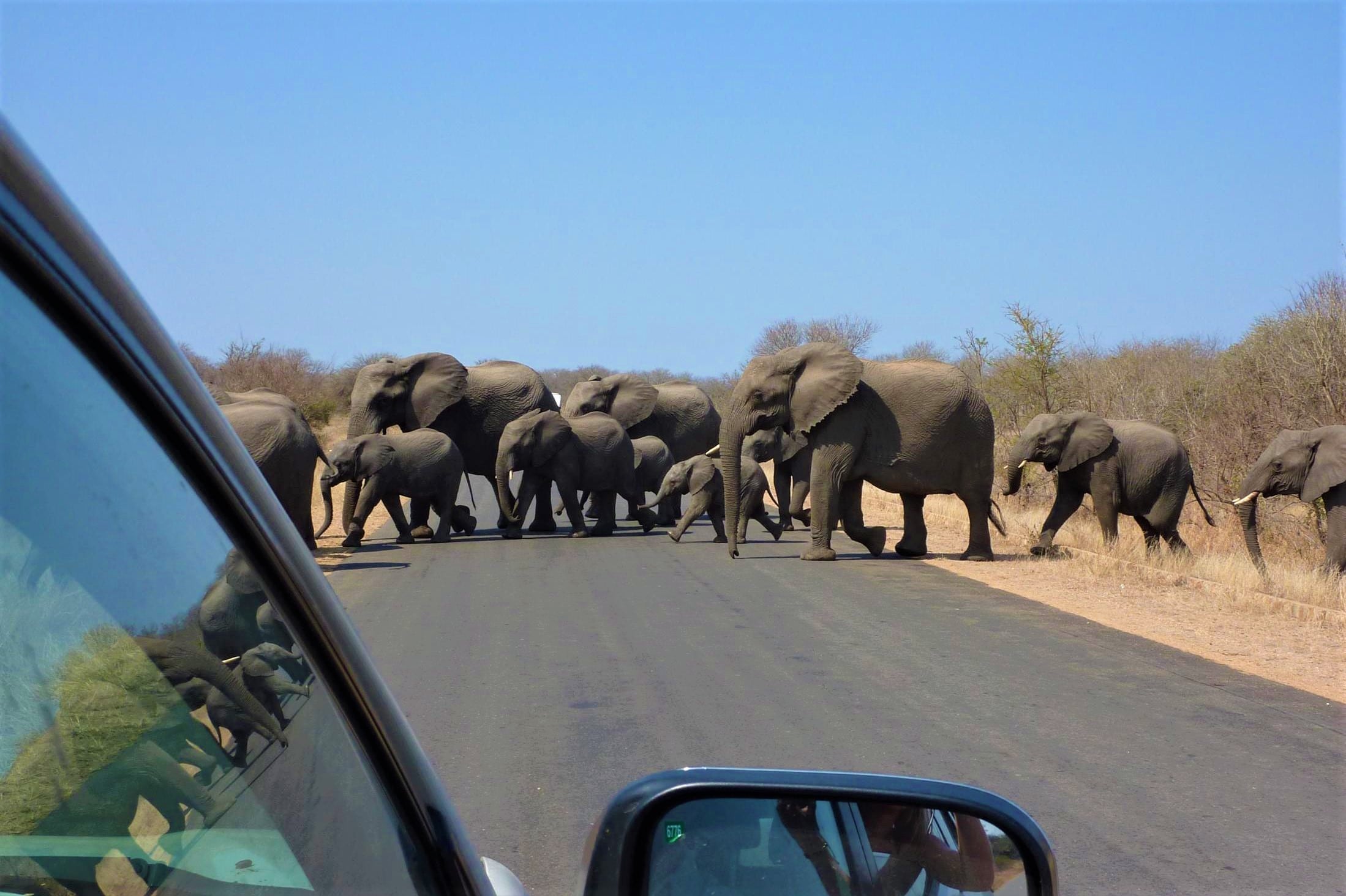 Zo spot je de Big 5 in Zuid-Afrika - Olifanten steken de weg over in Kruger National Park