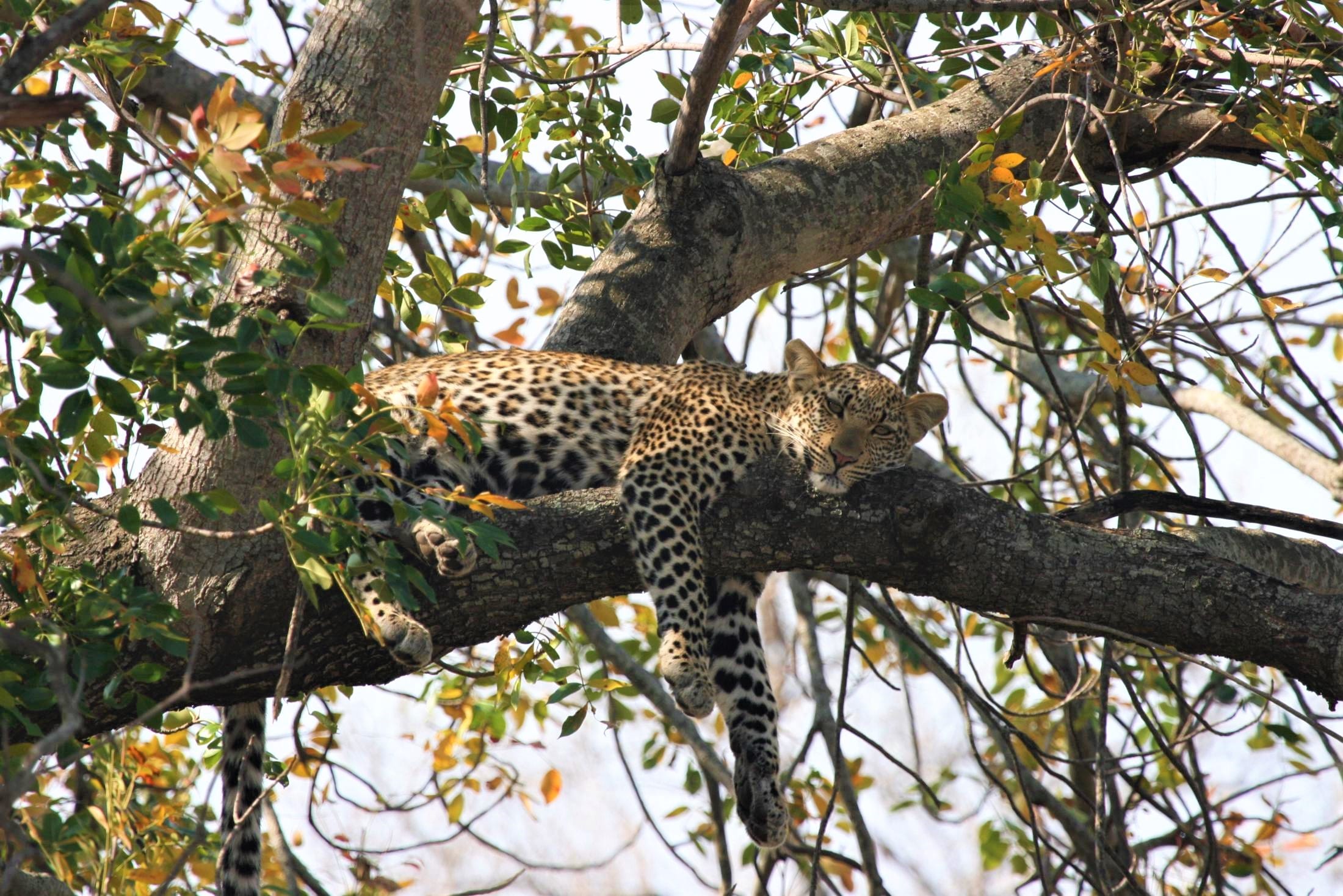 Nieuwsbrief Out in Africa - Luierend luipaard in een boom in Kruger National Park