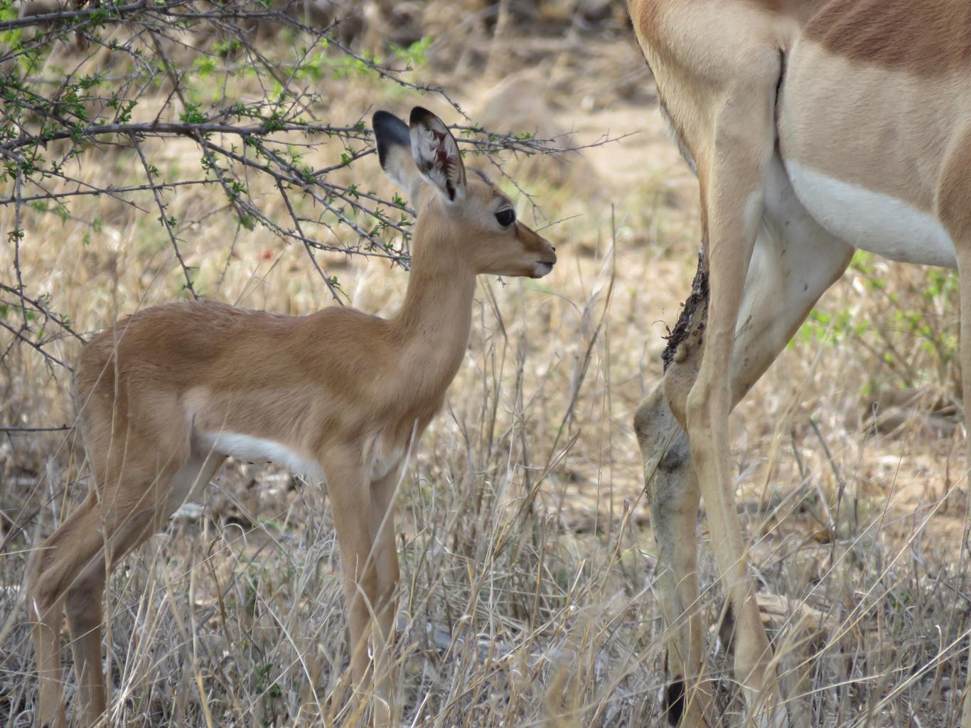 Nieuwsbrief Out in Africa - impala baby, regenseizoen is begonnen