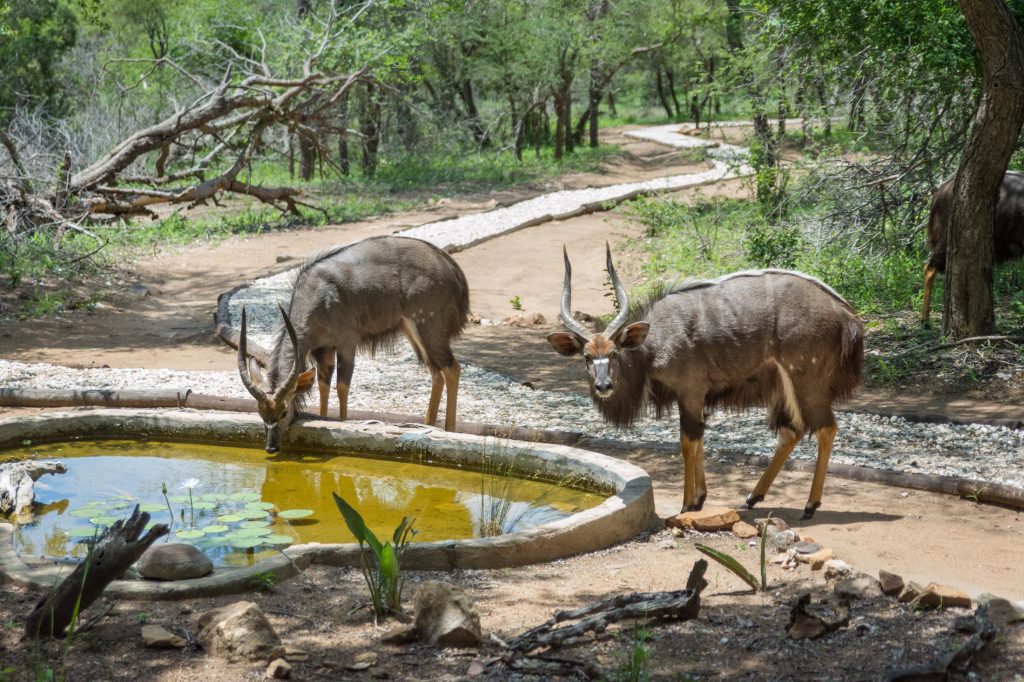 Beste reistijd Zuid-Afrika, tips per reisdoel - KwaMbili - Dieren in het kamp