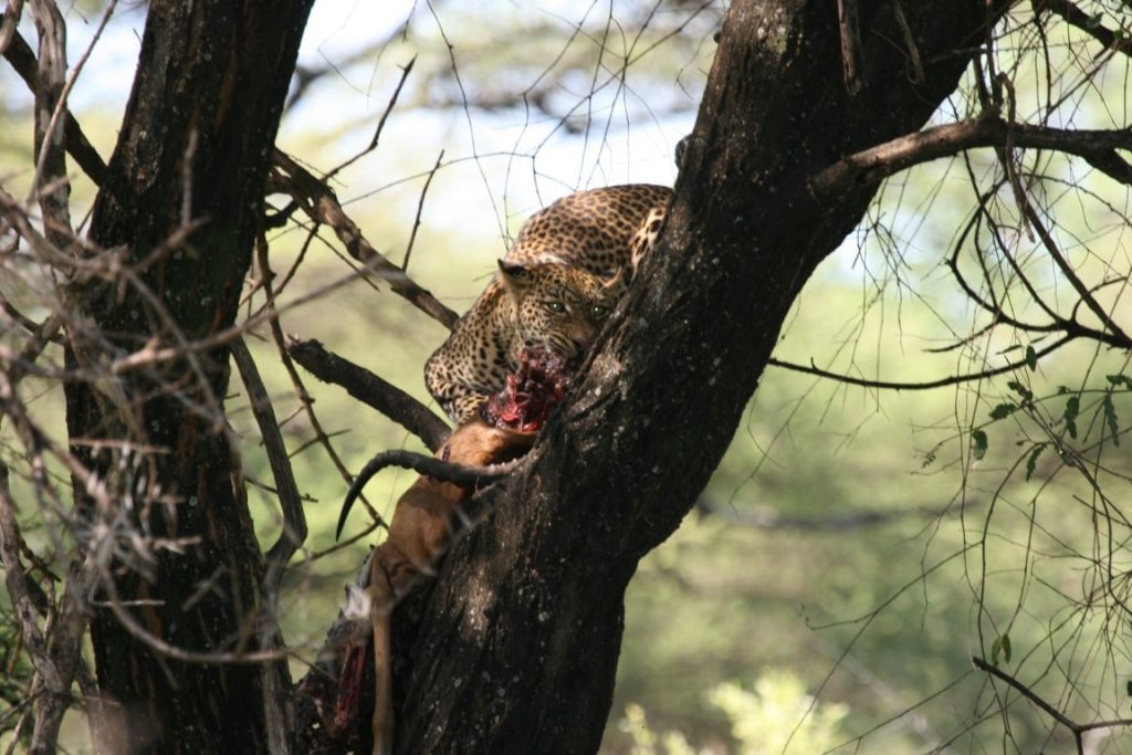 Luipaard, prooi, Lake Manyara, Tanzania - De mooiste natuurgebieden in Tanzania