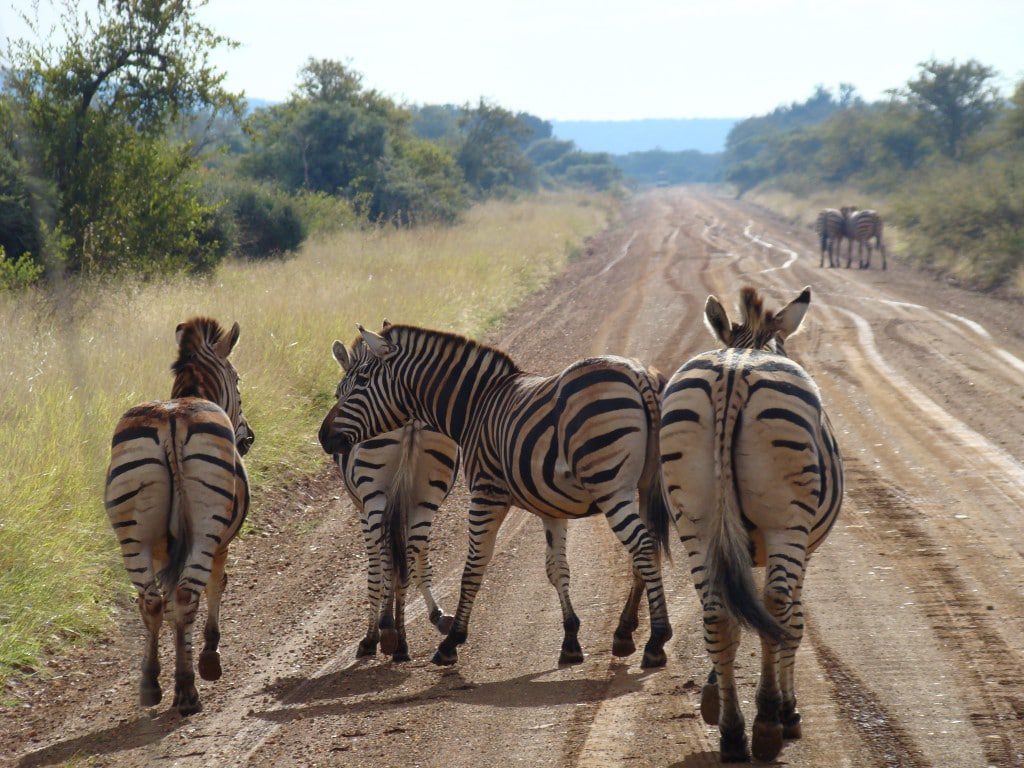 Madikwe Game Reserve (10)