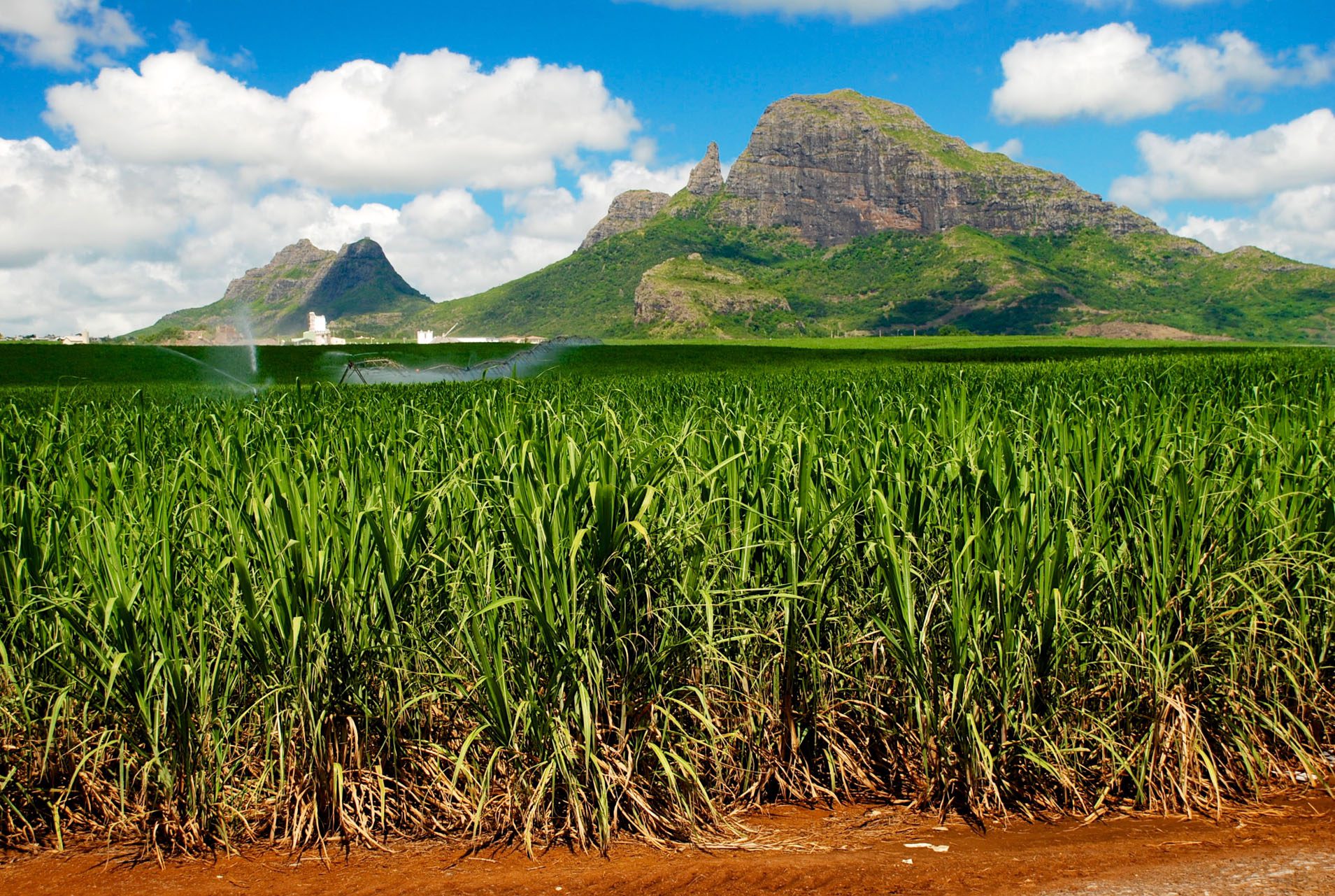 Natuur Mauritius 2, suikerriet, strand, huwelijksreis, zon - Dit zijn de mooiste huwelijksreisbestemmingen in Afrika