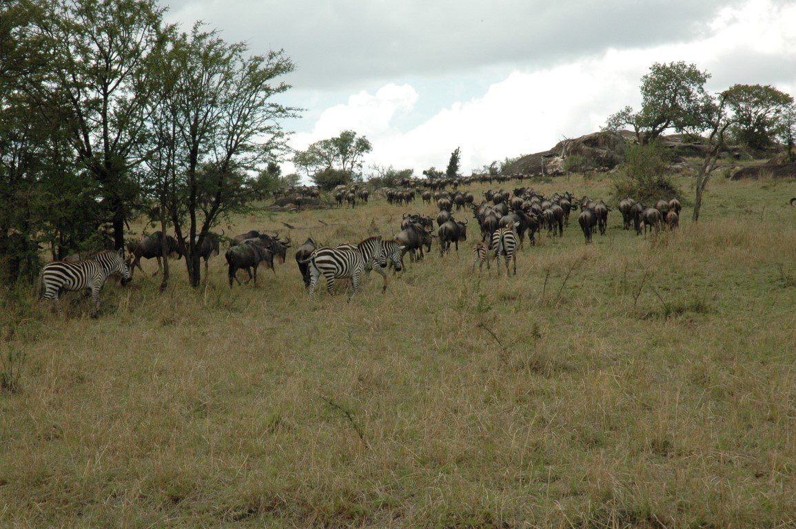 Gnoe, zebra, migratie, Serengeti, Tanzania - De mooiste natuurgebieden in Tanzania