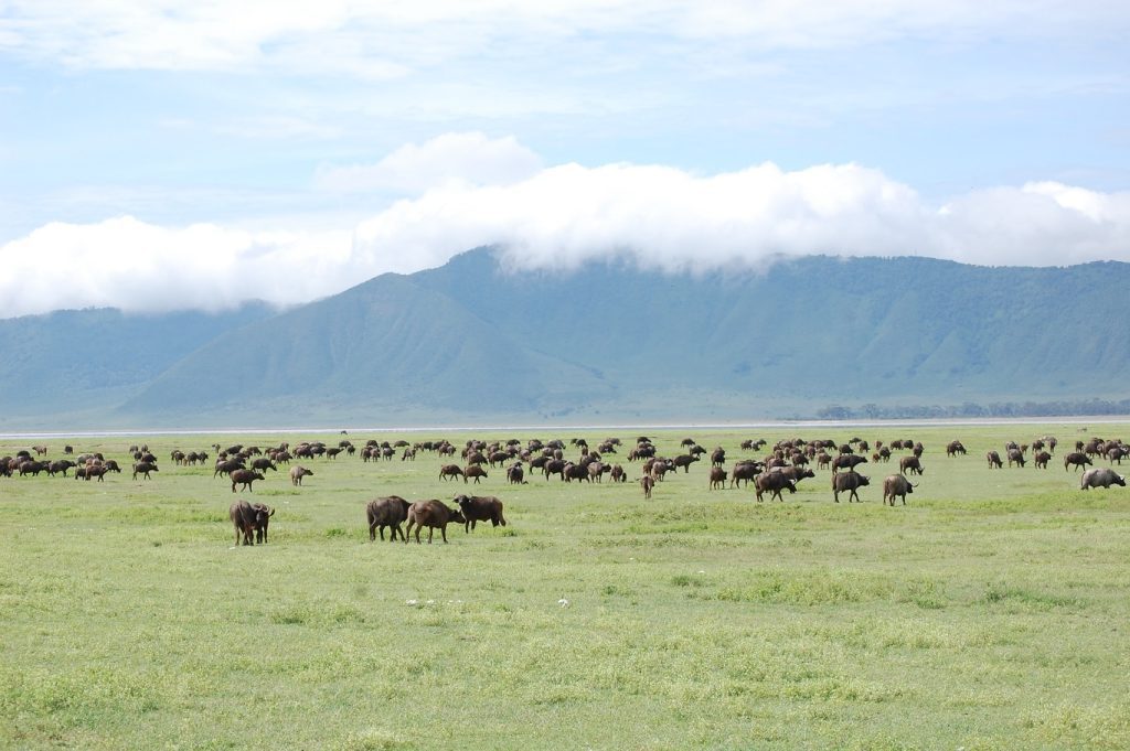 Ngorongoro Krater, buffels, de mooiste natuurgebieden in Tanzania, safari, big 5