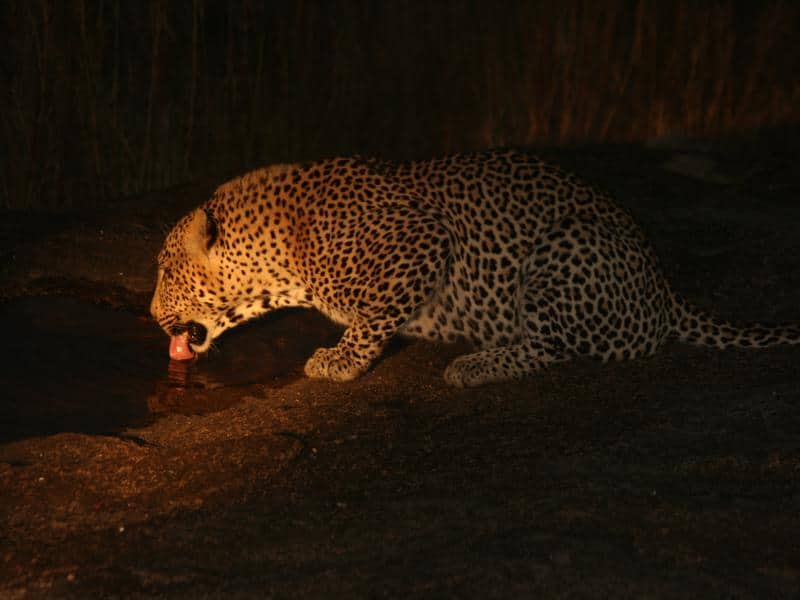 Luipaard, spotlight, night drive - Wat is een game drive?
