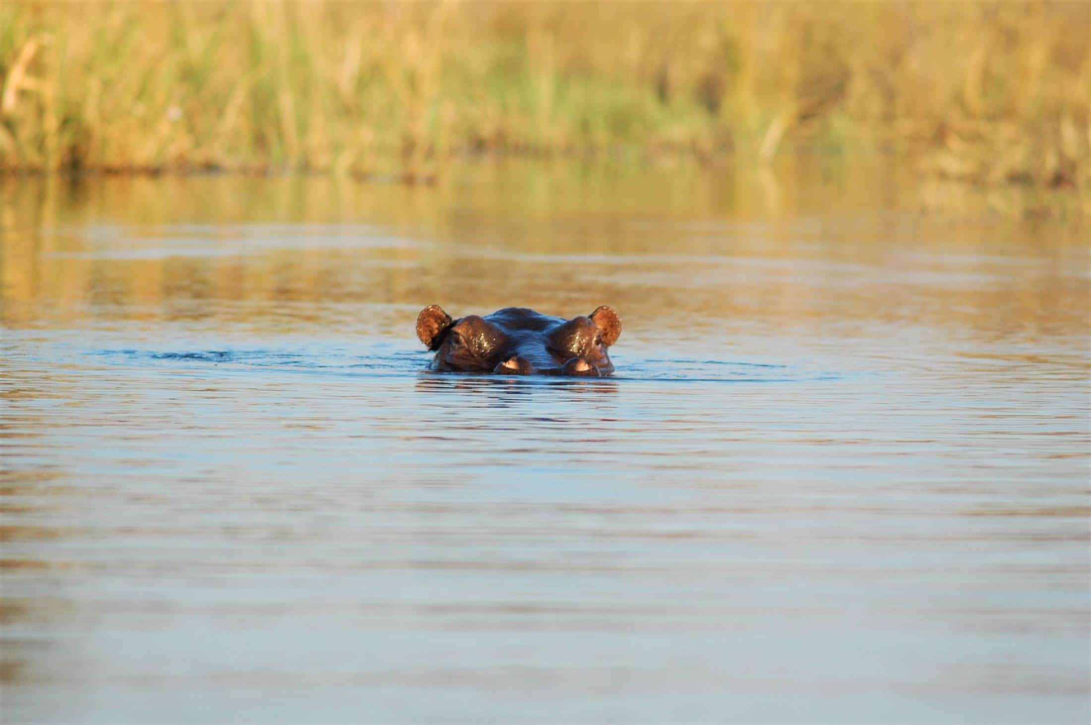 Natuur in Zuid-Afrika - Nijlpaard aan het wateroppervlak