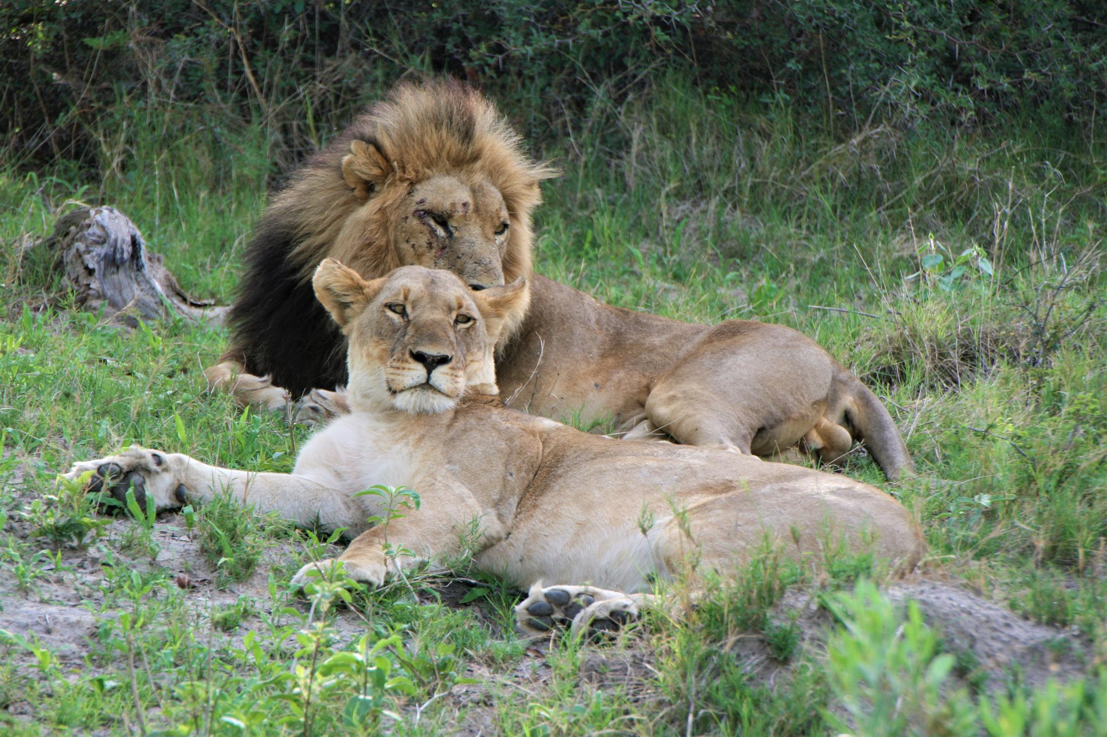 Zo spot je de big 5 in Zuid-Afrika - Leeuwen