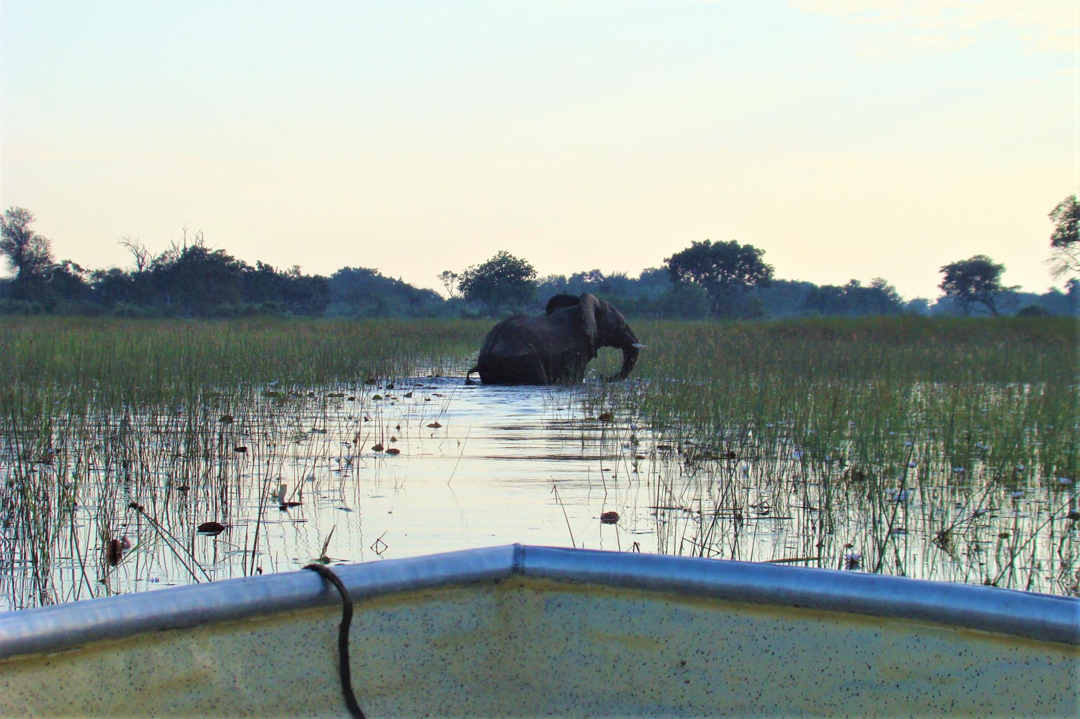 Okavango Delta - Olifant in het water