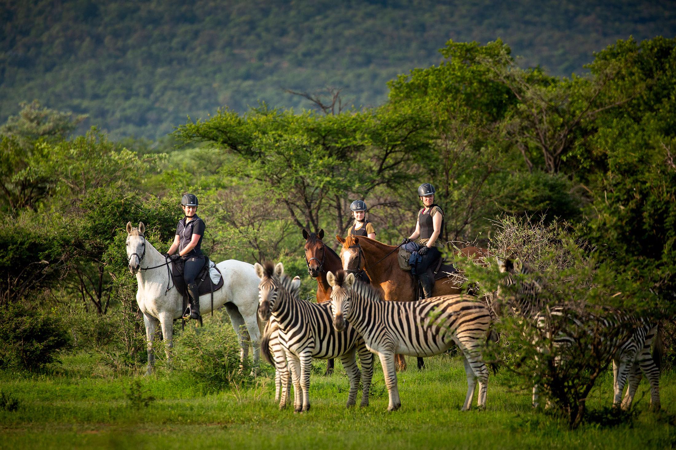 Nieuws Out in Africa - Paardrijsafari met zebra's (Ant's Nest)