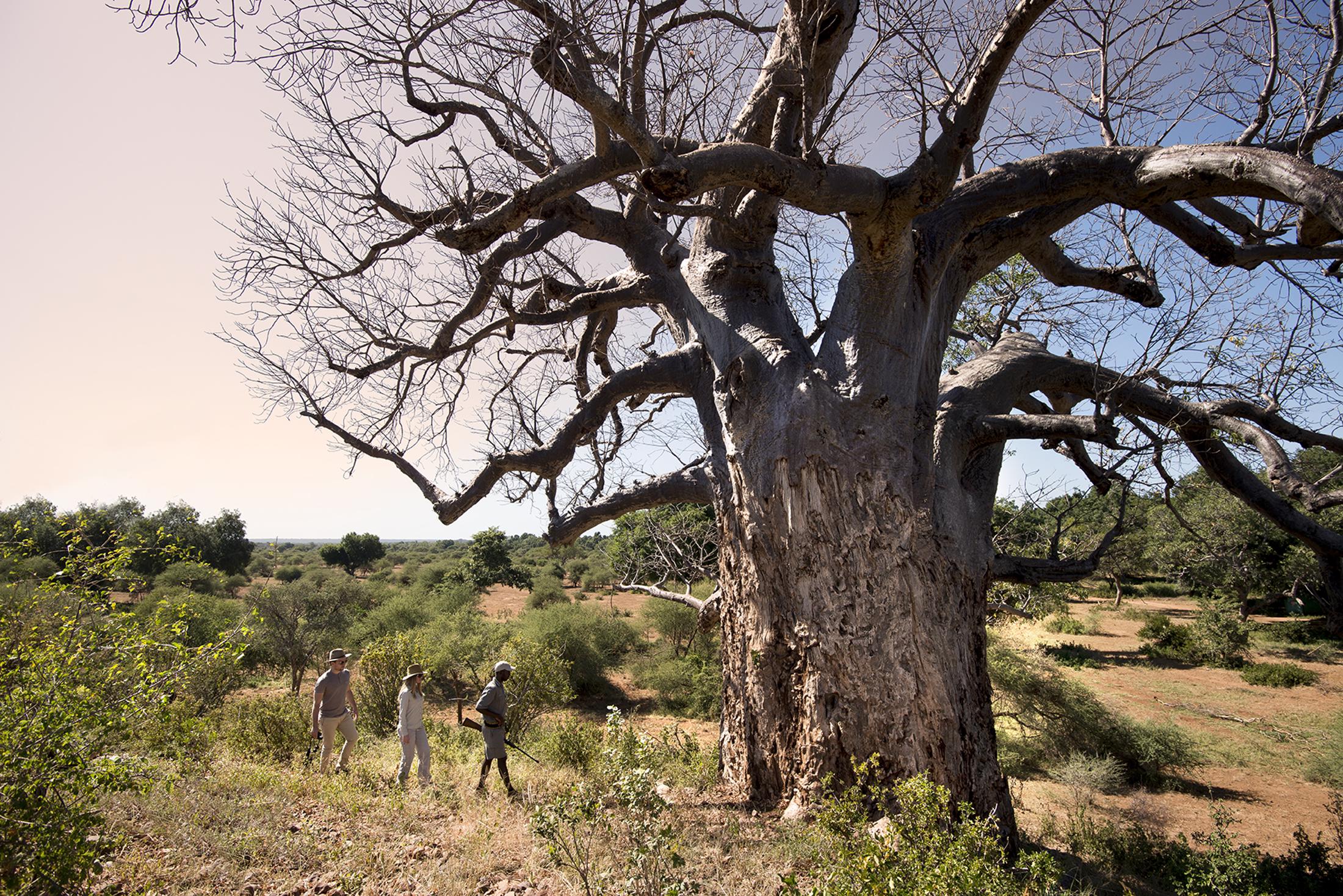 Natuur in Zuid-Afrika - Wandeling bij baobab, Pafuri Walking Safaris