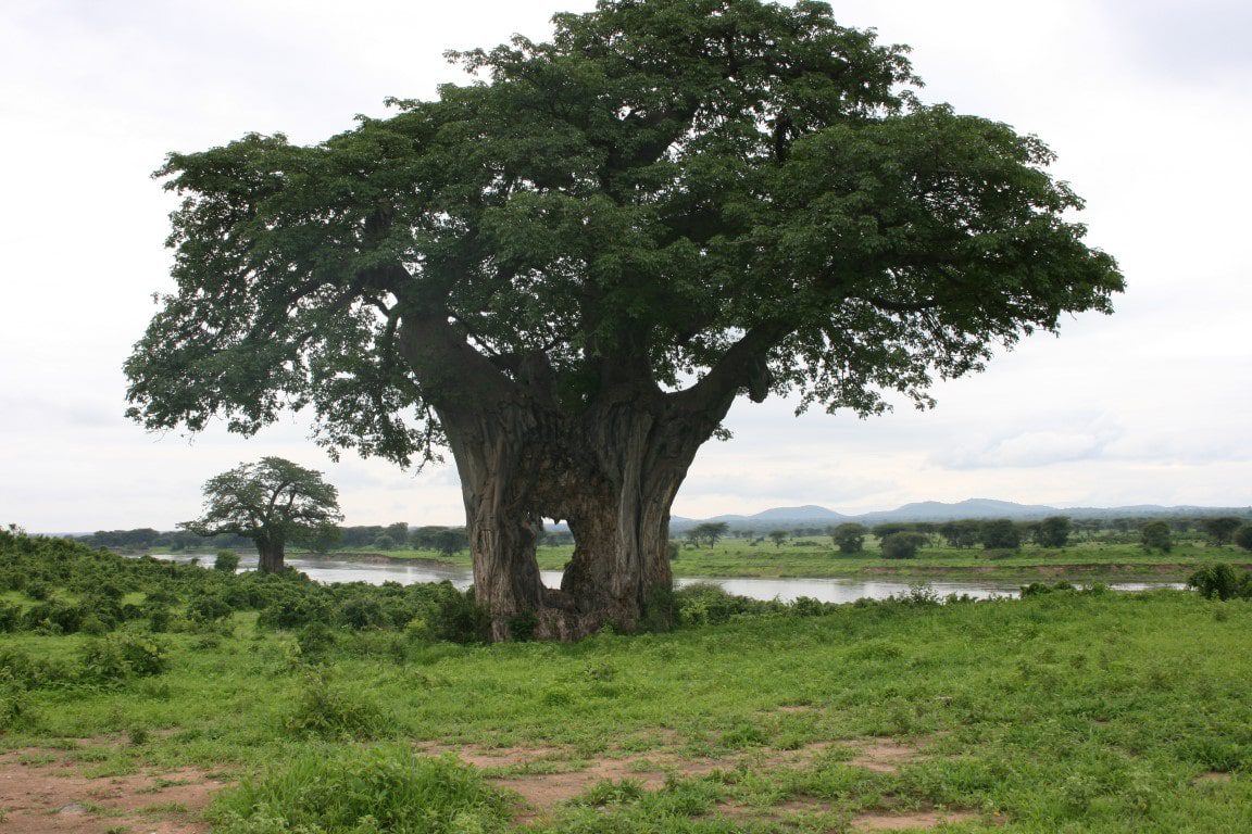 Baobab, Ruaha Game Reserve, Tanzania - De mooiste natuurgebieden in Tanzania