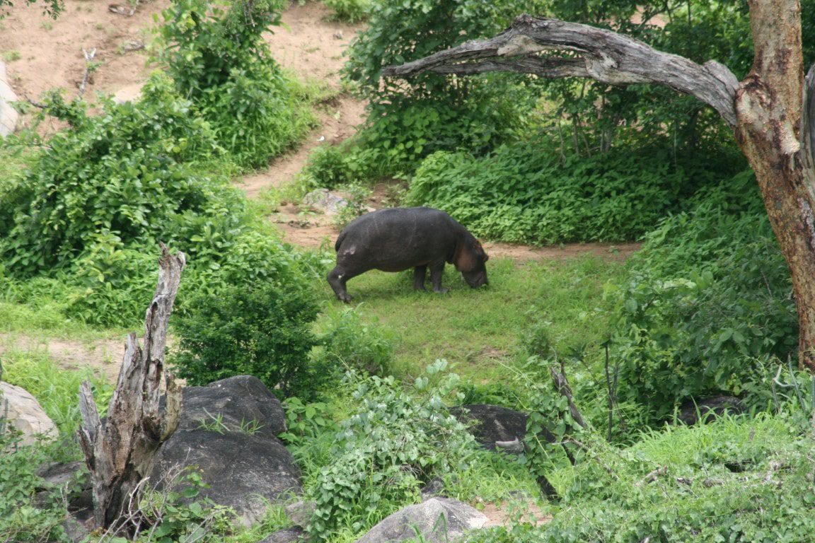 Nijlpaard, Ruaha Game Reserve, Tanzania - De mooiste natuurgebieden in Tanzania