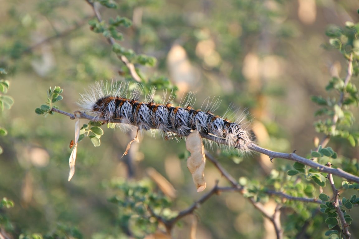 Insecten, Kruger National Park, Zuid-Afrika - Zelf rijden in het Kruger National Park