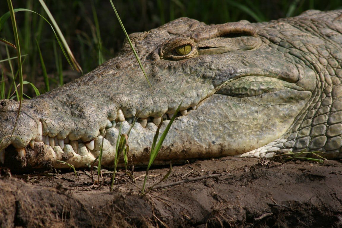Krokodil, Selous Game Reserve, Tanzania - De mooiste natuurgebieden in Tanzania