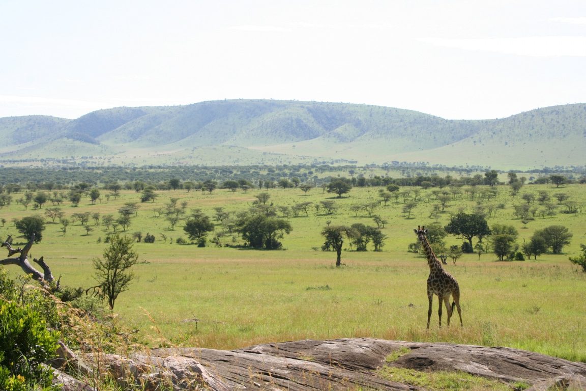 Serengeti NP - giraffe