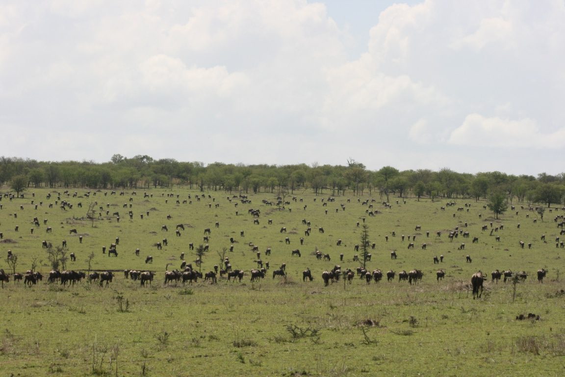 Serengeti NP - gnoes